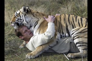 human and tiger